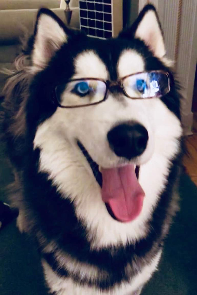 Husky Kisses and Northern Exposure Siberian Husky Rescue